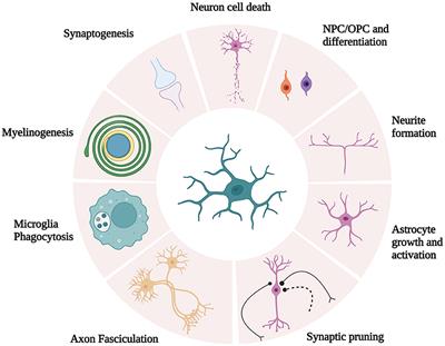 Reactive gliosis and neuroinflammation: prime suspects in the pathophysiology of post-acute neuroCOVID-19 syndrome